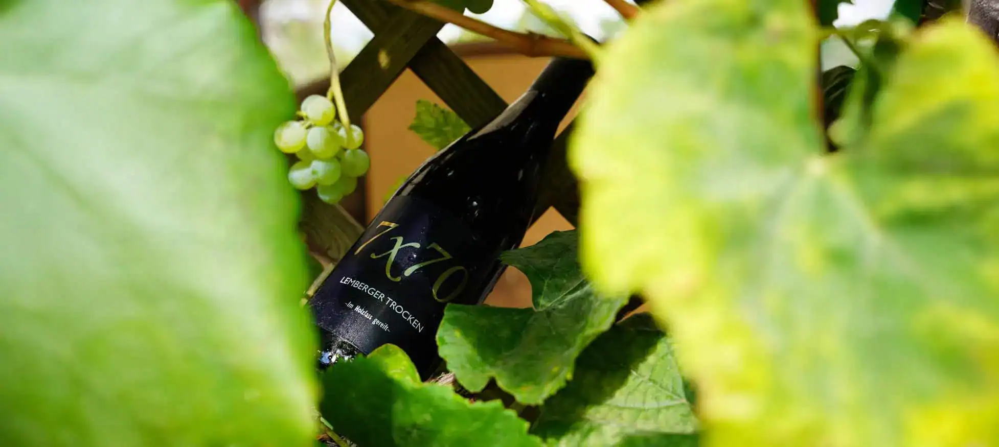 Französischer Wein im Weinberg, nachhaltige Weinproduktion, ökologische Weinbereitung, Wein aus Deutschland.